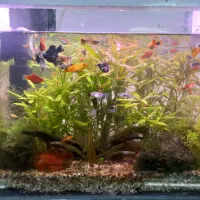 آکواریوم پلنت|ماهی|بهبهان, |دیوار