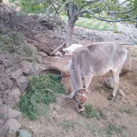 گستر دورگه جنس ناب|حیوانات مزرعه|جبالبارز, |دیوار