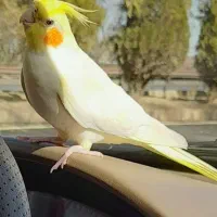 عروس هلندی گمشده