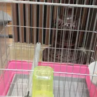 قفس نو وضخیم