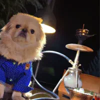 سگ نژاد پیکینز|سگ|سنندج, |دیوار