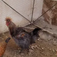 خروس ابریشمی