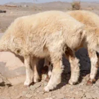 بره ومرغ|حیوانات مزرعه|چاه مرید, |دیوار