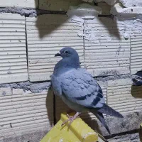 جوجه پلاکی|پرنده|شوشتر, |دیوار