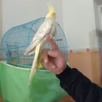 عروس هلندی دستی|پرنده|باروق, |دیوار