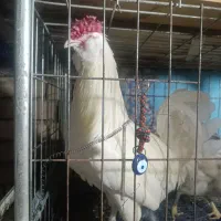 ست گلین طوسی