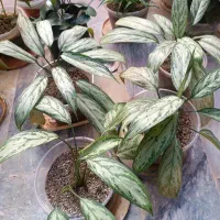 گل های طبیعی