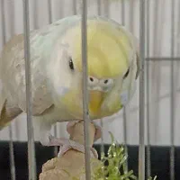 مرغ عشق رنگین کمانی|پرنده|مهاباد (آذربایجان غربی), |دیوار