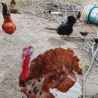 بوغلمون نر بروبون