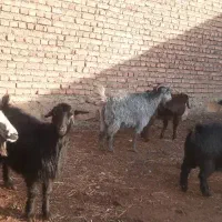 بز داشتی|حیوانات مزرعه|ماکو, |دیوار