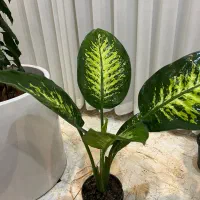 گل اپارتمانی مستقیم از گلخانه|گل و گیاه طبیعی|سنندج, |دیوار