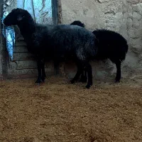 میش بره دار ، میش ابستن ،گوسفند بره|حیوانات مزرعه|شیروان (خراسان), |دیوار