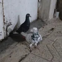 یک جفت کفتر