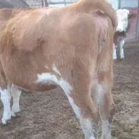 فروش تلیسه شکم اول|حیوانات مزرعه|میاندوآب, |دیوار