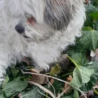 واگزاری سگ شیتزو ماده|سگ|همدان, |دیوار