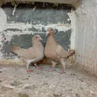 دوعدد زرد کرمونی ماده