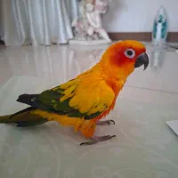 طوطی سان کانور خورشیدی