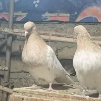 کبوتر کهنه کله زرد.