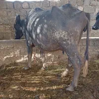 گاومیشدمازدیخ|حیوانات مزرعه|دره رود, |دیوار