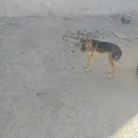 سگ7ماه گرگ نر|سگ|زاهدان, |دیوار