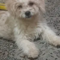 این طوله سگ گم شده است|حیوانات|همدان, |دیوار