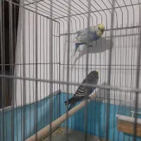 مرغ عشق|پرنده|فسا, |دیوار