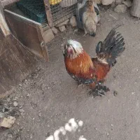 خروس