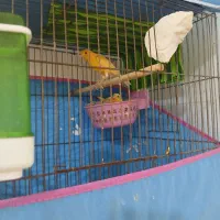 جفت قناری فروشی|پرنده|نطنز, |دیوار