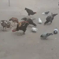 مرغ وخرس