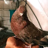 سور نر