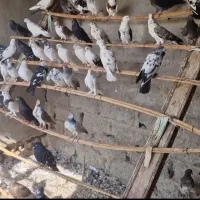 فروش کبوتر|پرنده|سیریک, |دیوار