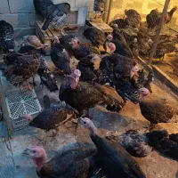 بوقلمون نروماده نه الا یازده ماهه|حیوانات مزرعه|میانه, |دیوار