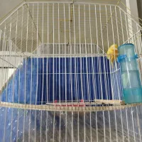 قناری نر ریزه خون