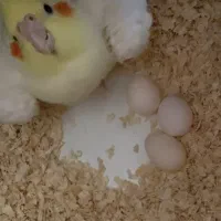 طوطی هلندی مولد
