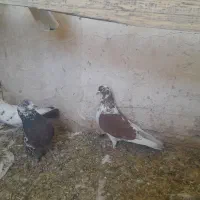 کبوتر