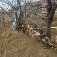 بوقلمون ماده برنز و بوربورن بالغ