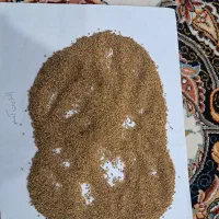 واردات بذر یونجه رنجر آمریکایی