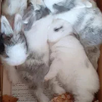 خرگوش لوپ سالم و شیطون