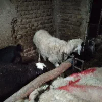 سلام یک عدد بز سانن آبست گم شده