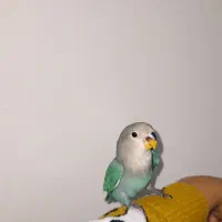 کوتوله برزیلی|پرنده|خمینی‌شهر, |دیوار