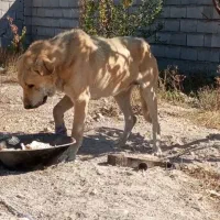 سلام این حیوان گوم شده