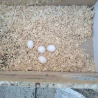 عروس هلندی|پرنده|اصفهان, عاشق‌آباد|دیوار