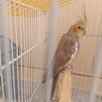 عروس هلندی|پرنده|بافق, |دیوار