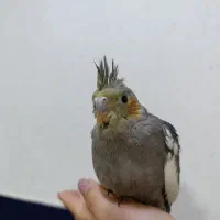 جوجه طوطی عروس هلندی|پرنده|امیدیه, |دیوار