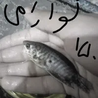 ۱۷ عدد ماهی آکواریومی گوپی|ماهی|ایذه, |دیوار