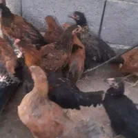 ۱۰ عدد جوجه محلی|حیوانات مزرعه|شیراز, اصلاح‌نژاد|دیوار