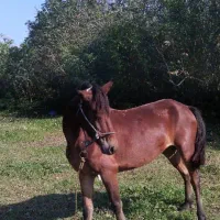 نگر داشت گاو واسب با شرایط آلی هست کیاشهر|خدمات پیشه و مهارت|کیاشهر, |دیوار