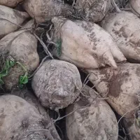 فروش چغندر قند
