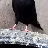 کبوتر زاغ .طوقی. درجای