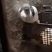 یک کبوتر خال گم شده